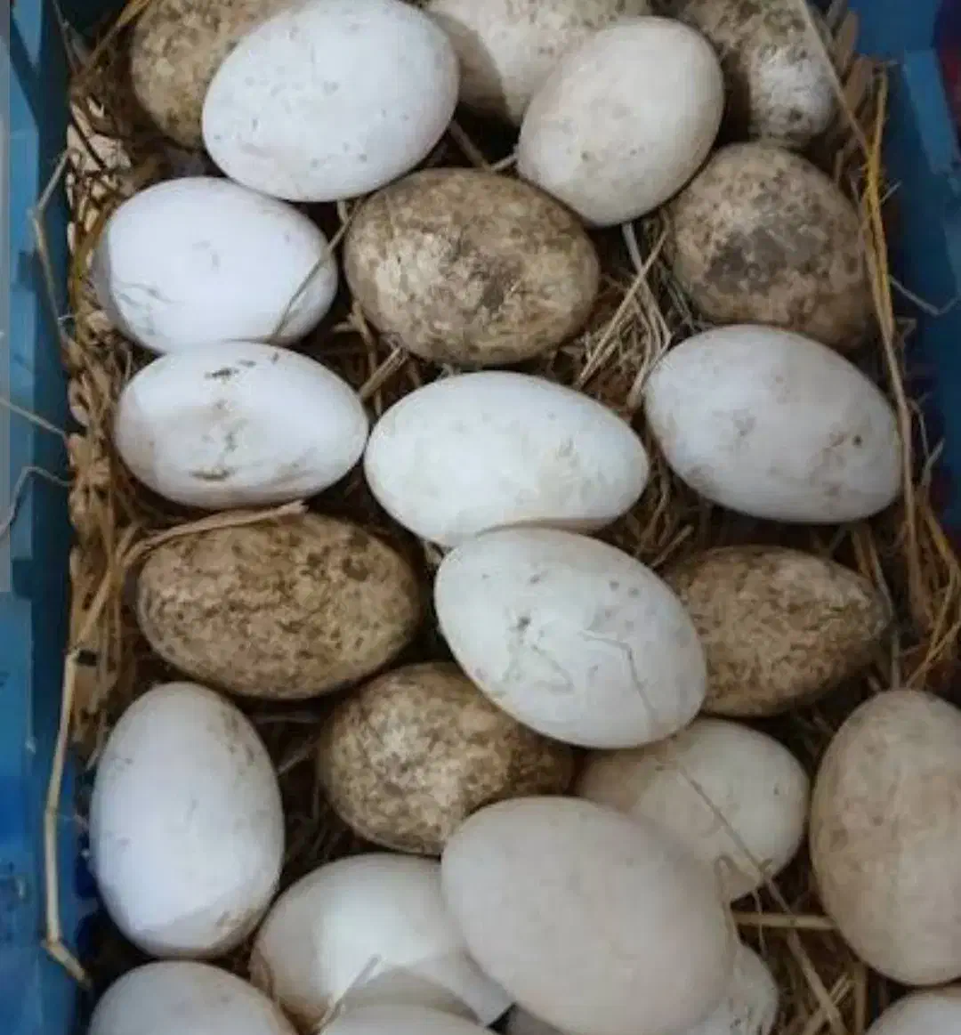 تخم غاز|حیوانات مزرعه|هندیجان, |دیوار