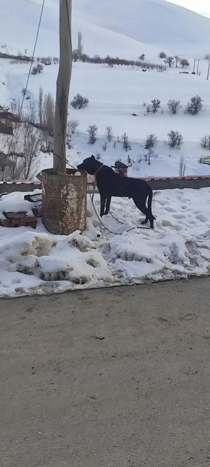 وگذار سگ سرابی|سگ|سقز, |دیوار