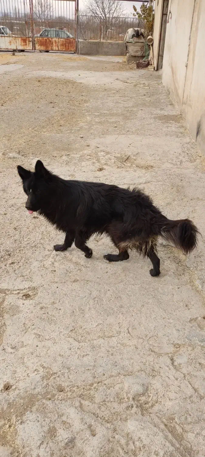 ژرمن بلک شولاین|سگ|ابهر, |دیوار