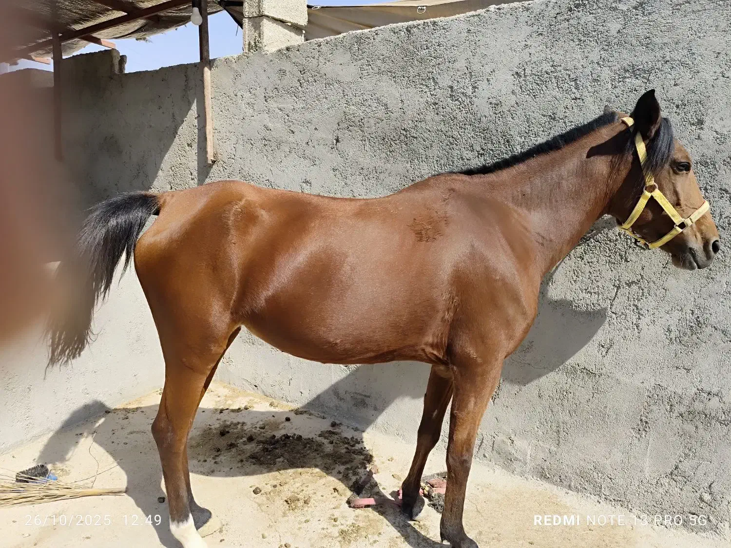 فروش اسب مادیان اصیل کره بند|اسب و تجهیزات اسبسواری|برازجان, |دیوار
