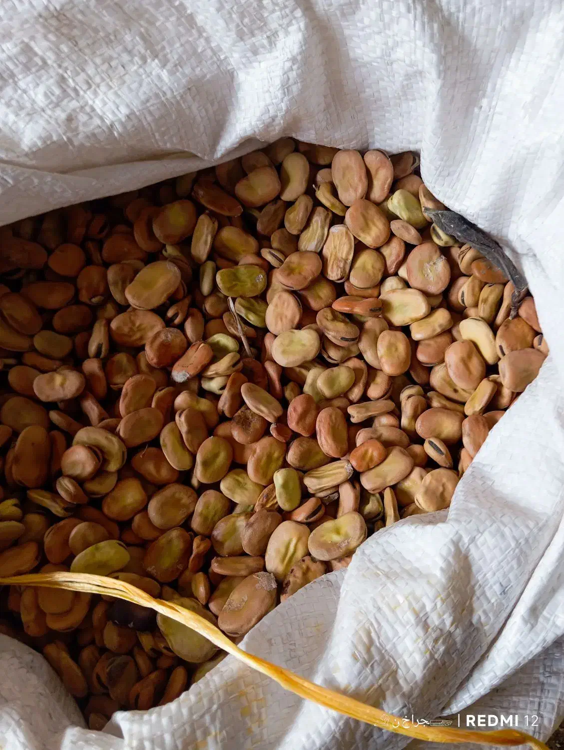 باقالی|خوردنی و آشامیدنی|رستمکلا, |دیوار