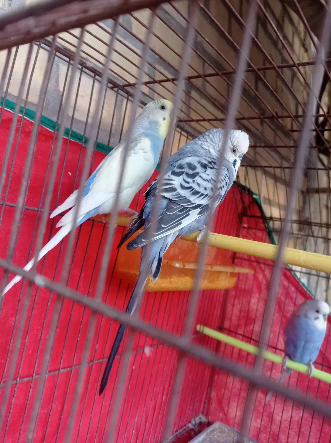 سه عدد مرغ عشق نر مست|پرنده|امیدیه, |دیوار