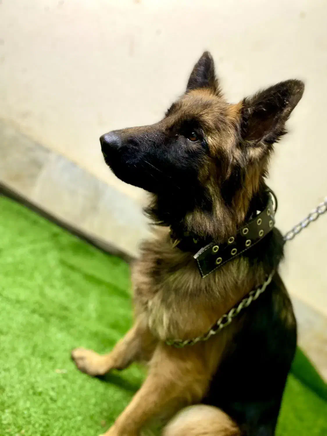 واگذاری سگ ژرمن شولاین|سگ|ابریشم, |دیوار