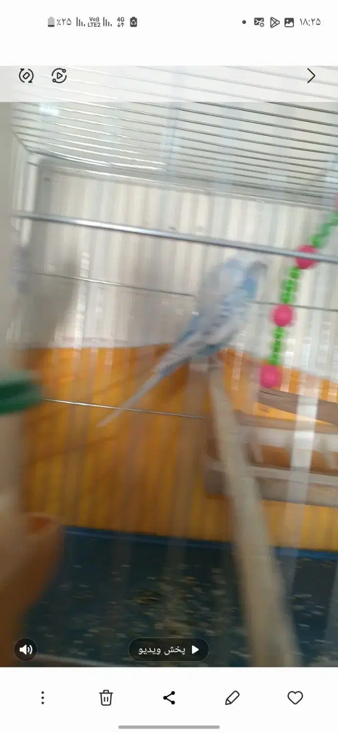 یه جفت مرغ عشق بل یک عدد پروانه ای|پرنده|فولادشهر, مسکن مهر فولادشهر|دیوار