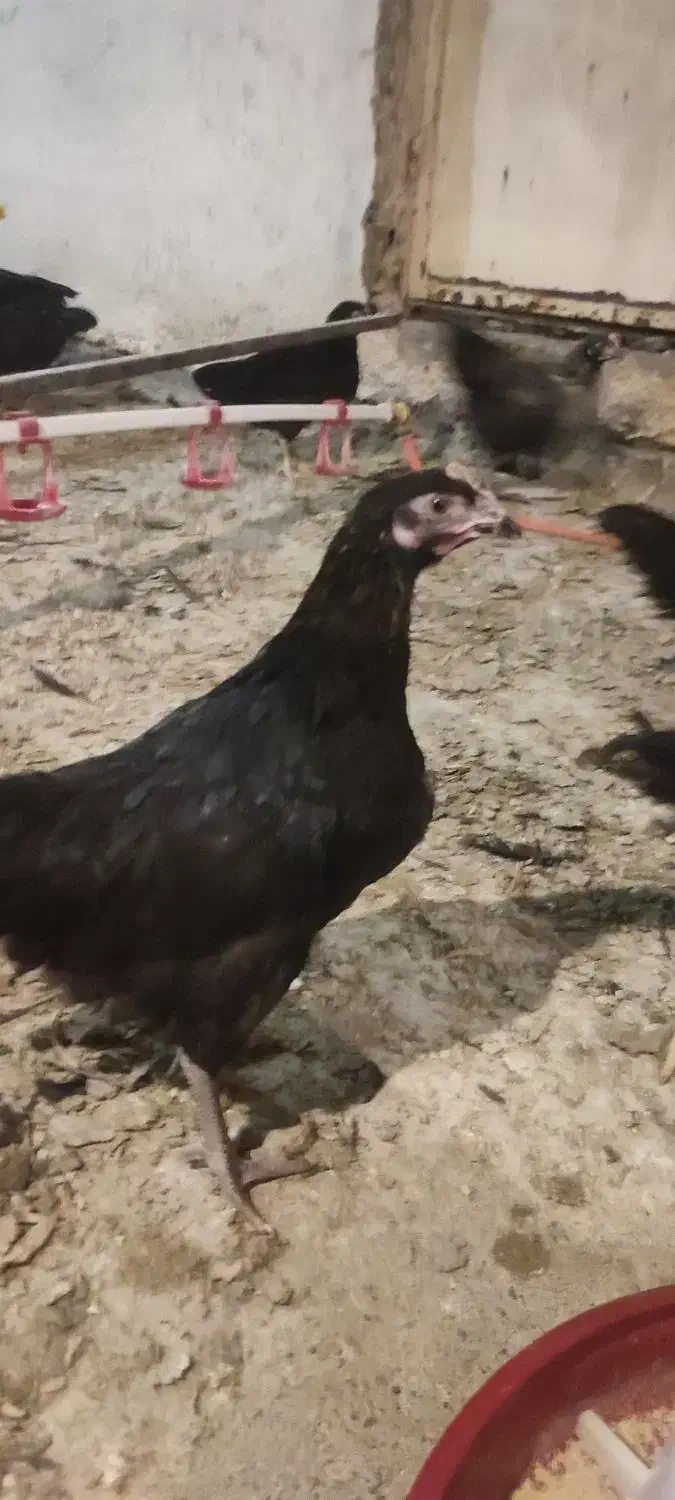 جوجه گلپایگان مرغ خروس سیاه تاقچه 110 روزه جهادی|حیوانات مزرعه|مشهد, ویلاشهر|دیوار