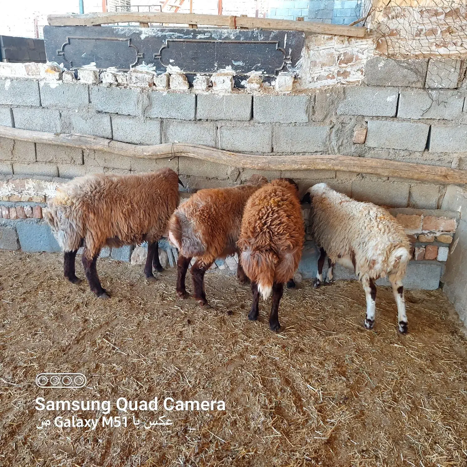 بره نرپرواری|حیوانات مزرعه|کوهدشت, |دیوار