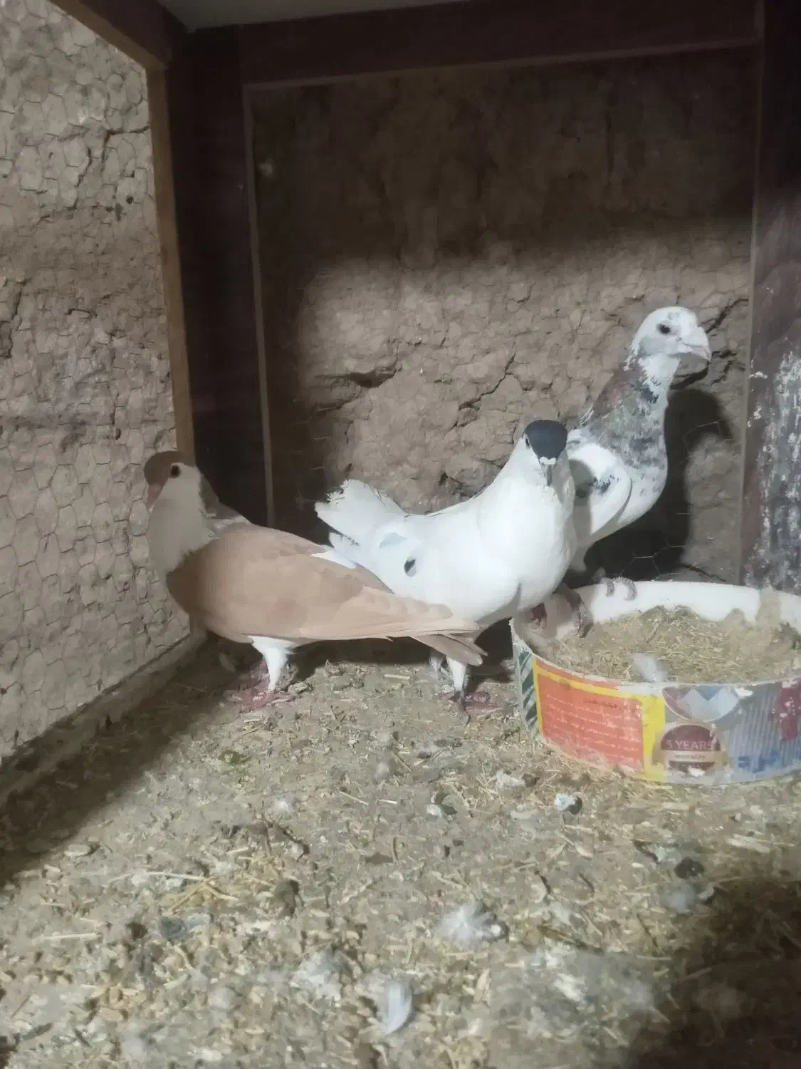 کبوتر|پرنده|کاشان, دروازه فین|دیوار