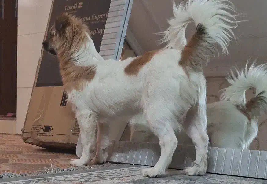 واگذاری سگ واکسن خورده خونگی|سگ|اشکذر, |دیوار