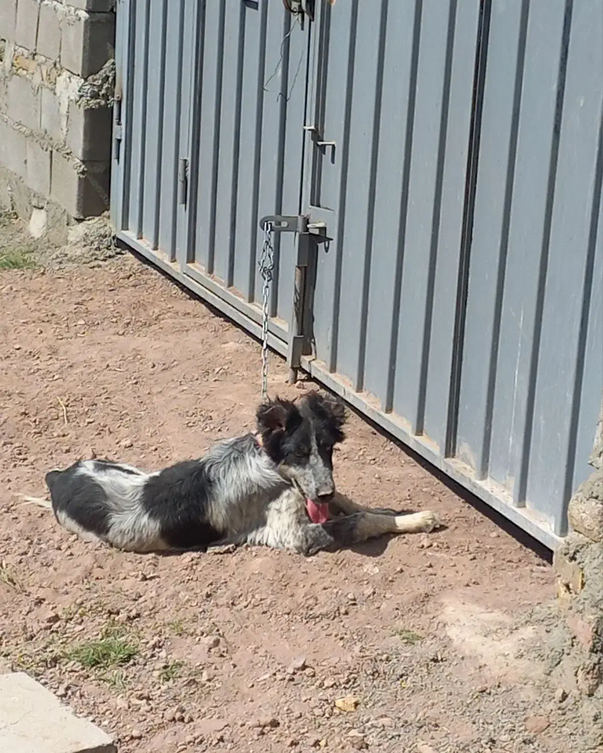 توله قهدریجانی|سگ|قزوین, |دیوار