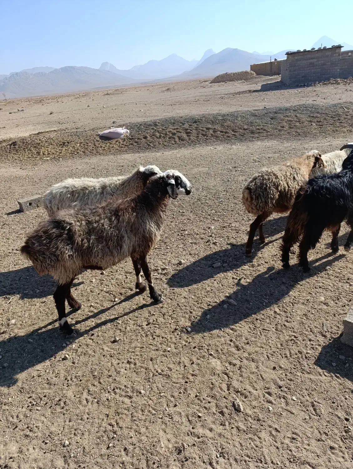 فروش گوسفند داشتی|حیوانات مزرعه|سرچهان, |دیوار