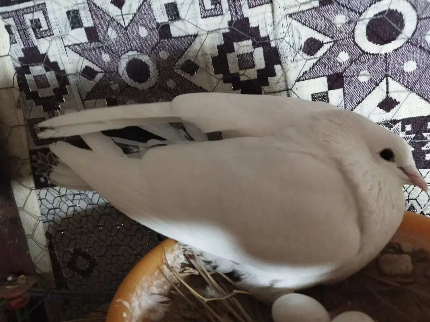 کبوتر هندی|پرنده|بوشهر, |دیوار