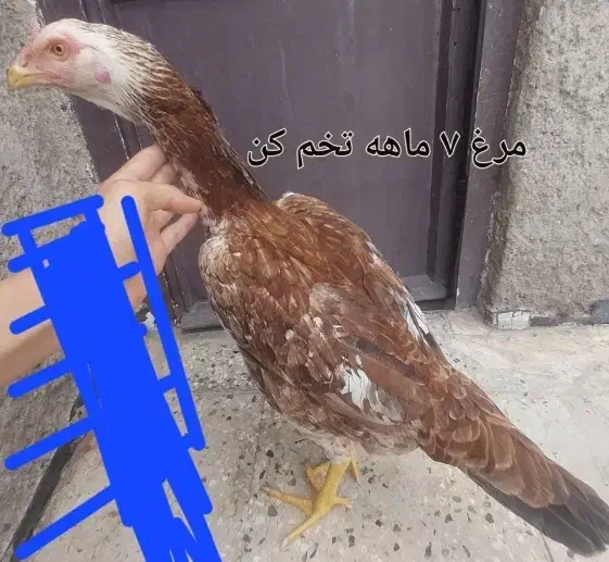 لاری|حیوانات مزرعه|قزوین, |دیوار