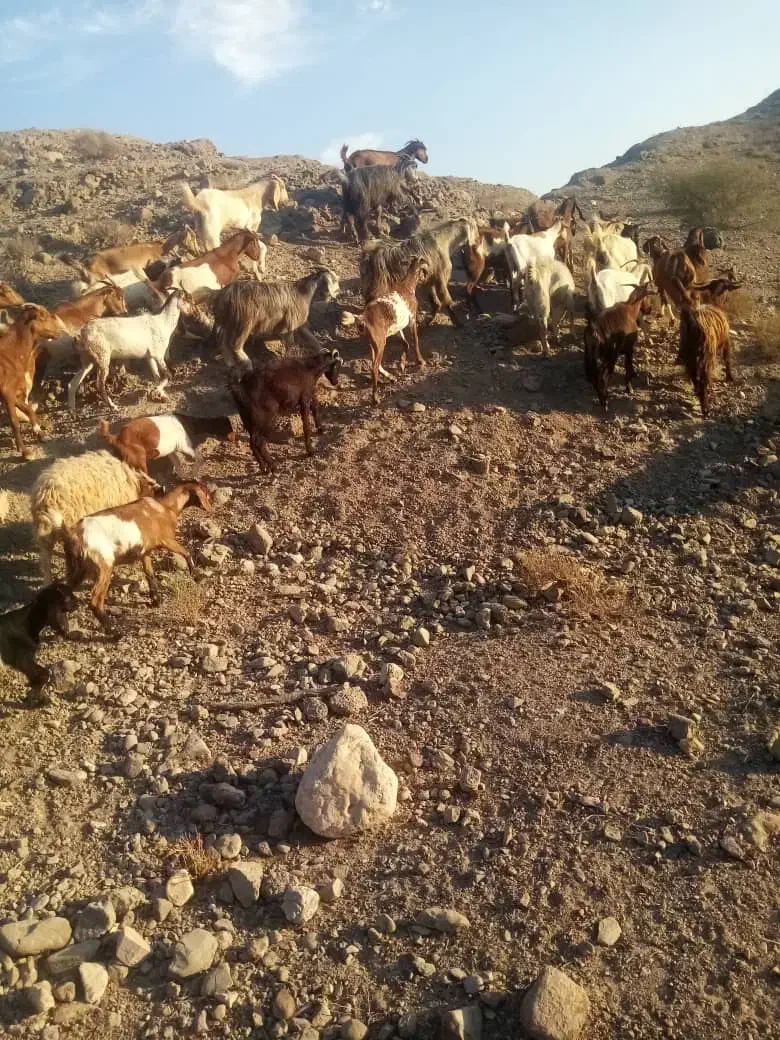 فروش بز به صورت یکجا و تکی|حیوانات مزرعه|میناب, |دیوار