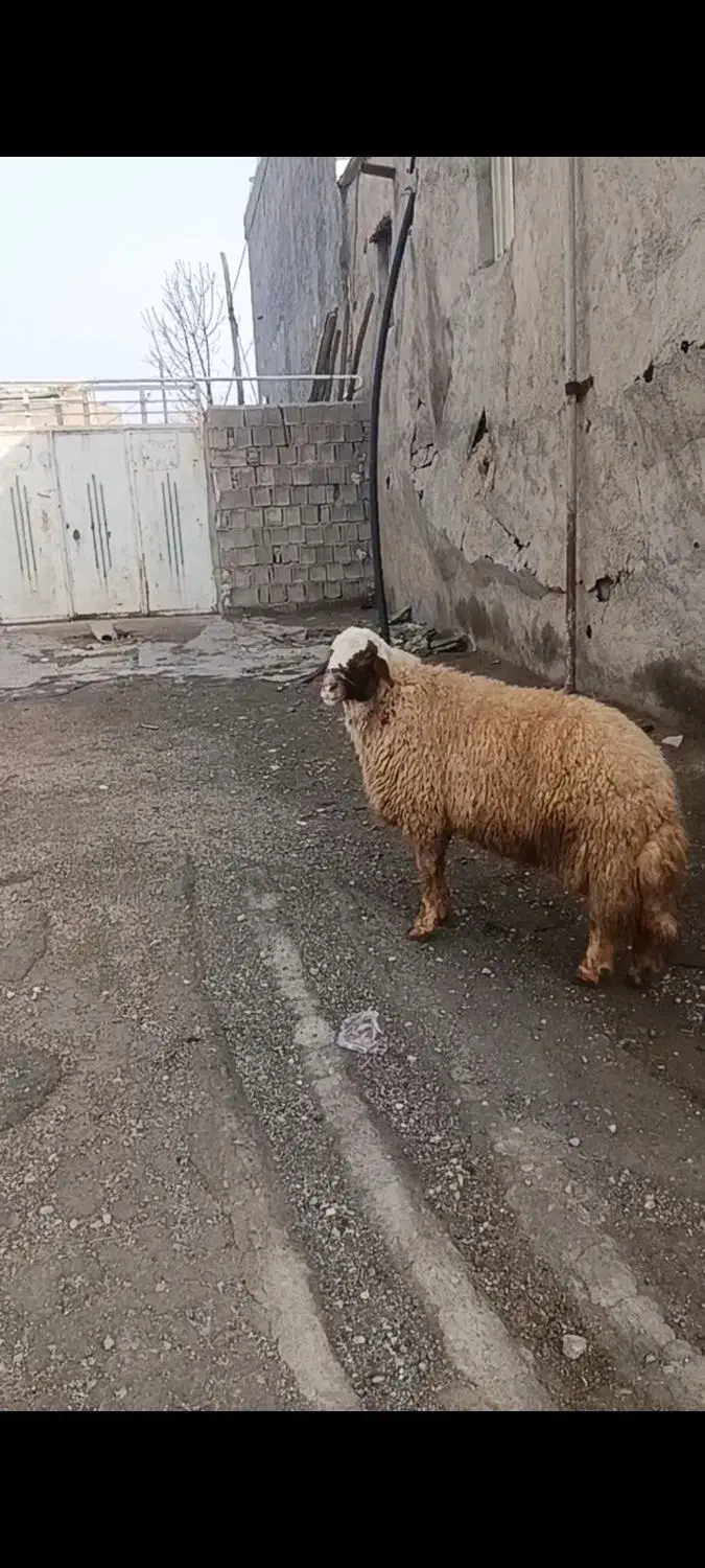 قوچ سنجابی عطیقه|حیوانات مزرعه|ماهیدشت, |دیوار