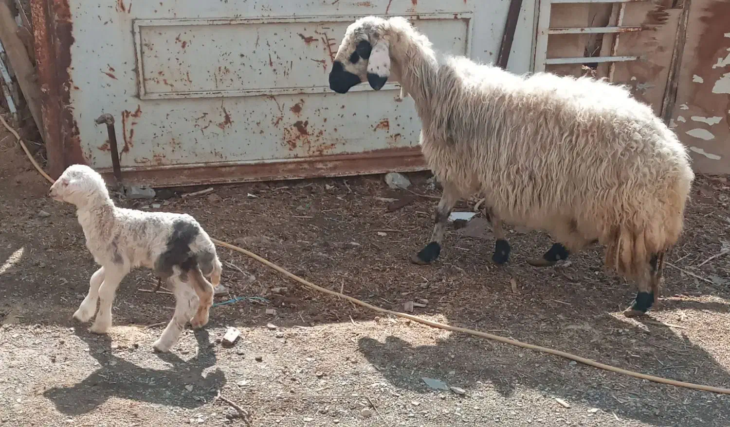 میش با بره|حیوانات مزرعه|معصومیه, |دیوار