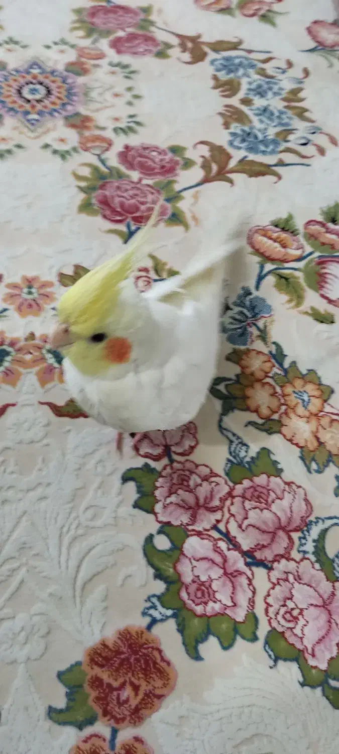 عروس هلندی گمشده|پرنده|شوشتر, |دیوار