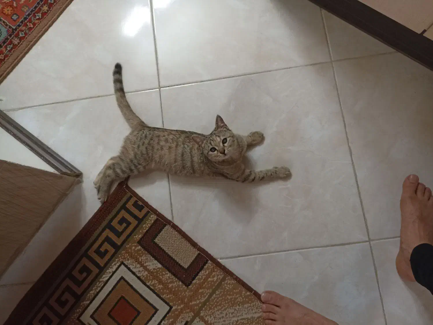 واگذاری بچه گربه|گربه|اصفهان, جلالیه|دیوار