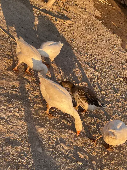 قاز محلی|حیوانات مزرعه|اردبیل, |دیوار