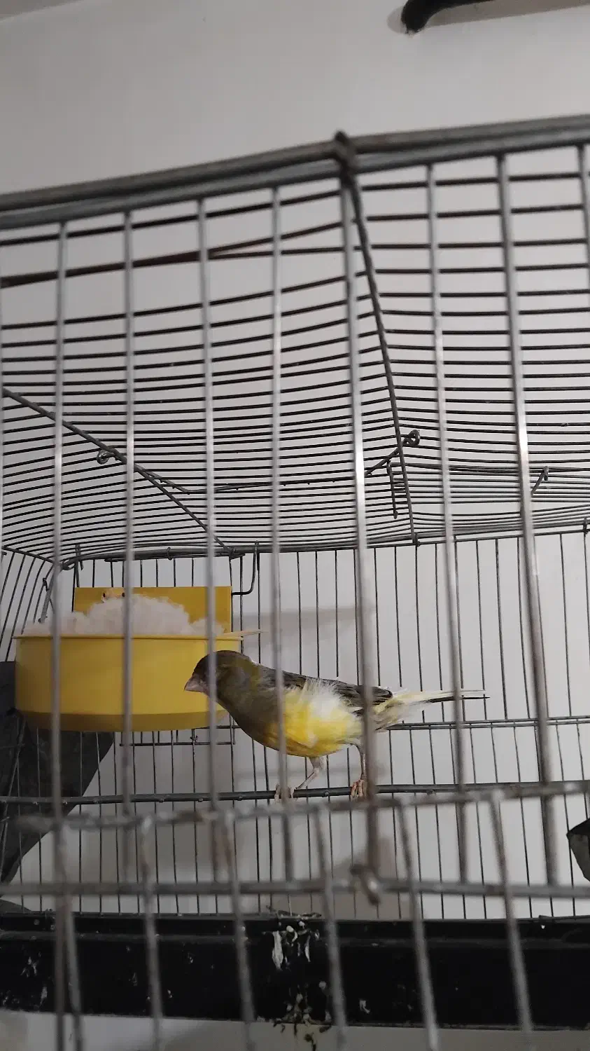 جفت قناری|پرنده|سردشت, |دیوار