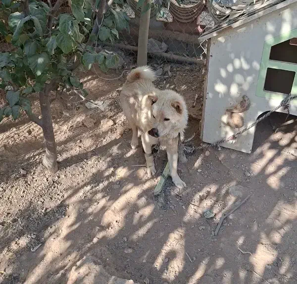 سگ چاوچاو|سگ|اصفهان, قهاب جنوبی|دیوار