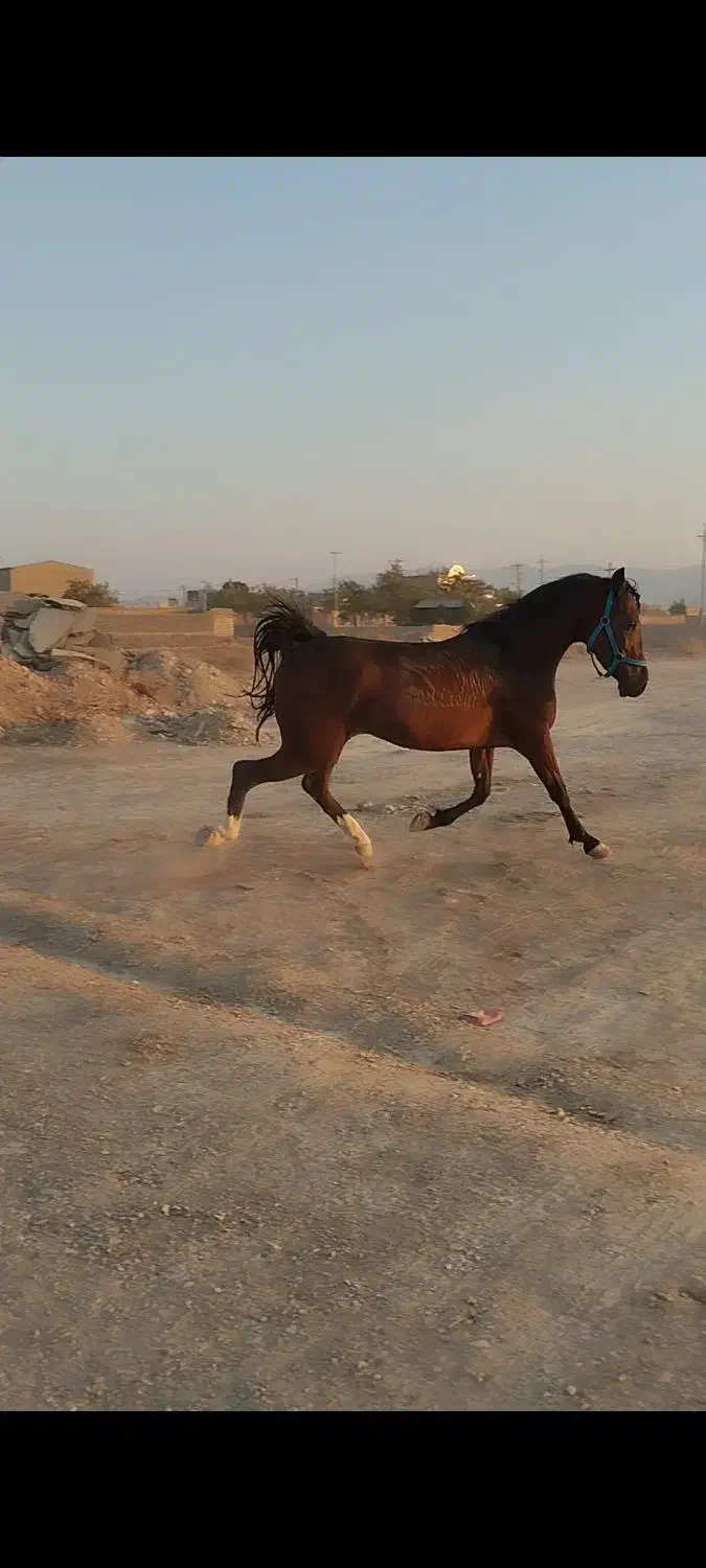 اسب|اسب و تجهیزات اسب‌سواری|اراک, |دیوار