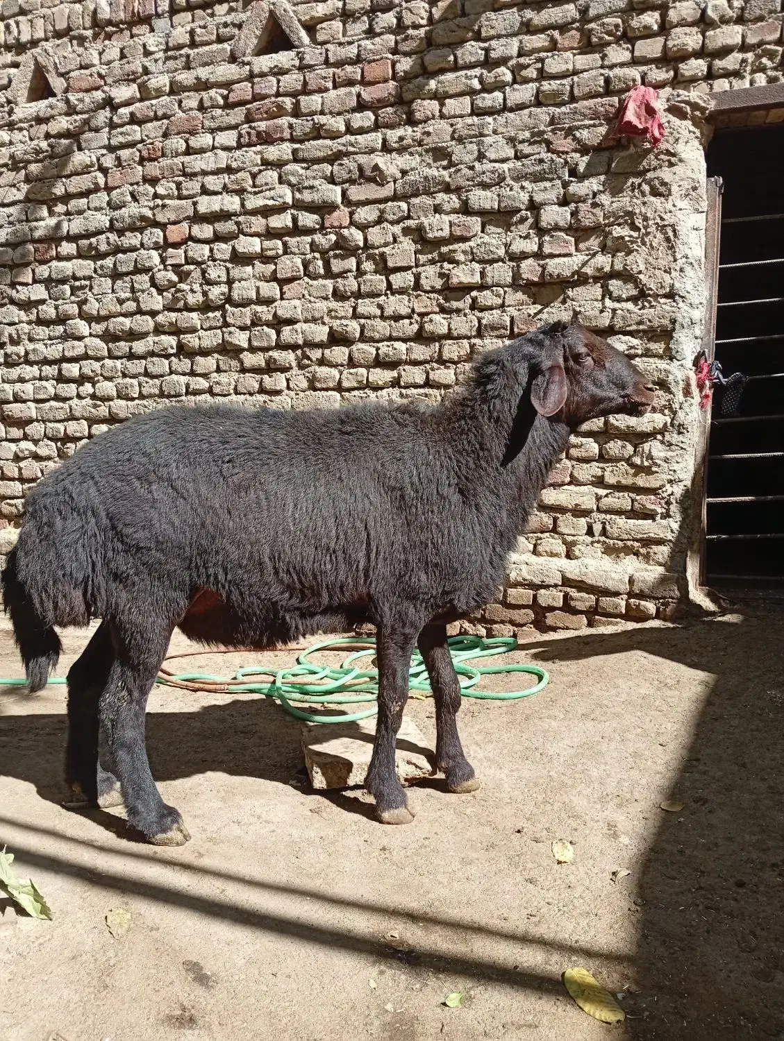 قوچ غزل|حیوانات مزرعه|زند, |دیوار