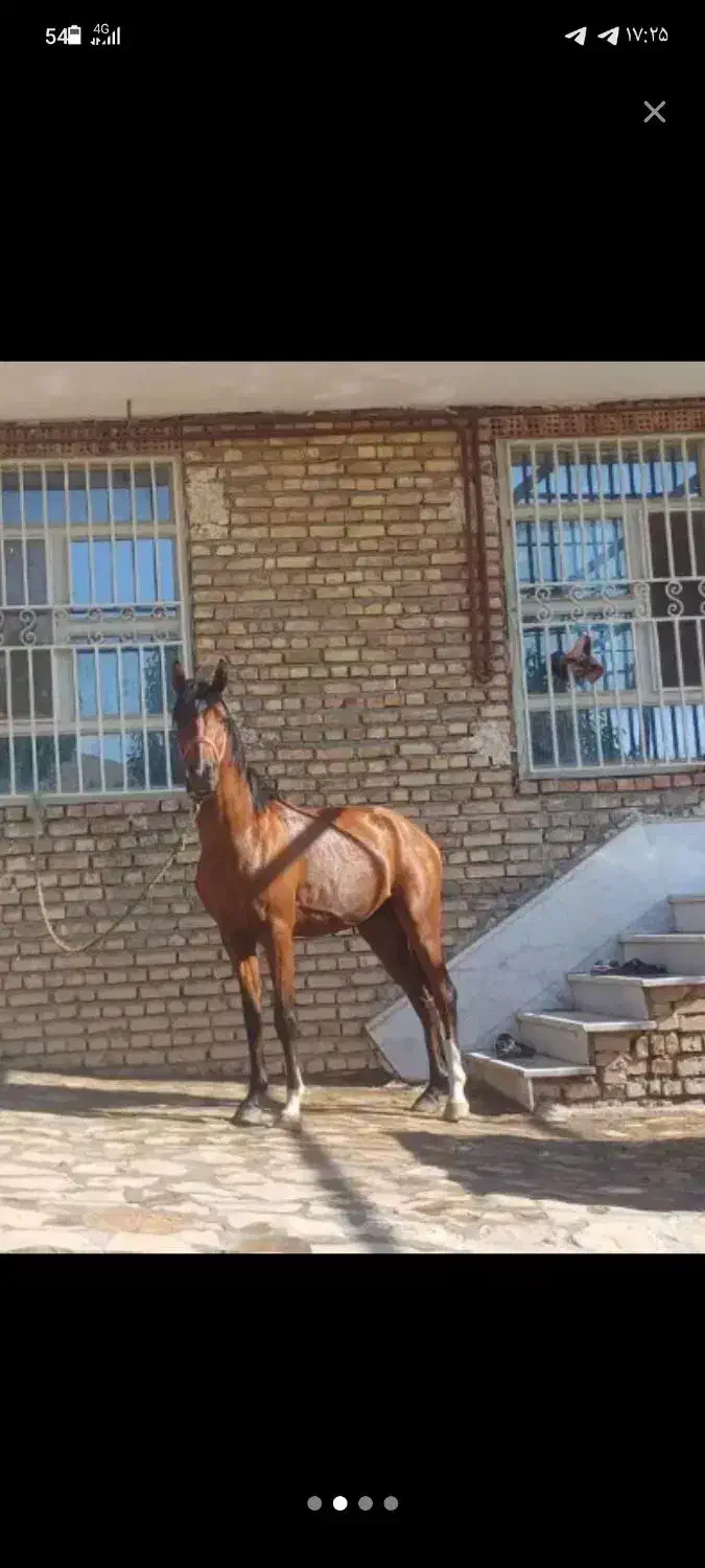 اسب عرب|اسب و تجهیزات اسبسواری|بوئین زهرا, |دیوار
