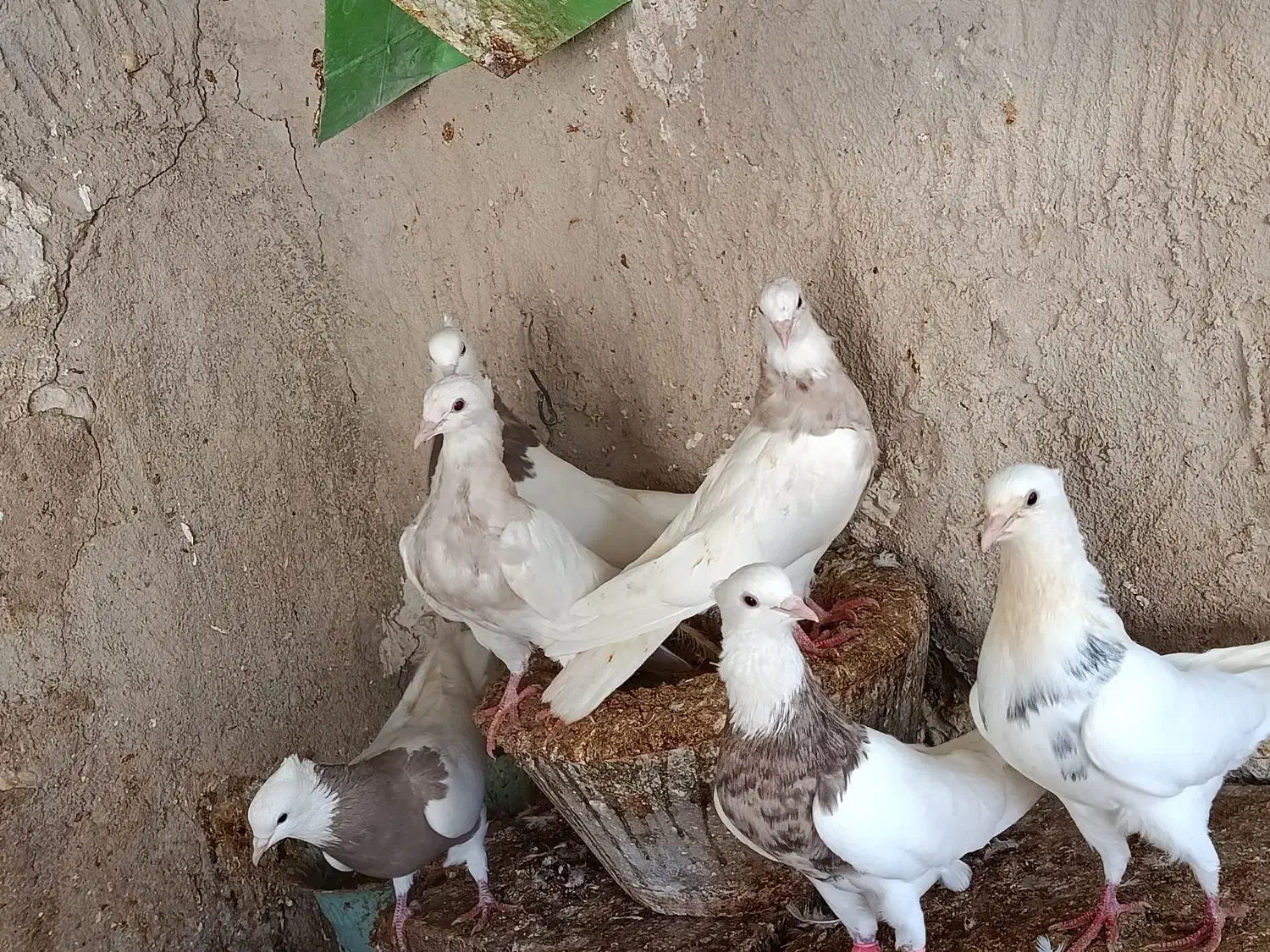 طوقی|پرنده|بستک, |دیوار