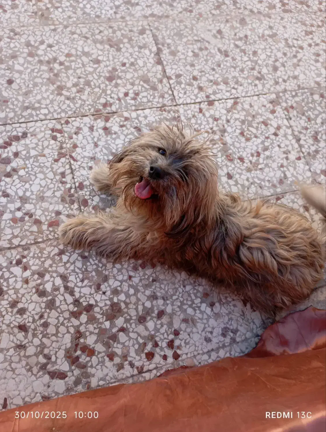 سگ شیتزو 5 ماهه|سگ|گلبهار, شهر جدید گلبهار|دیوار