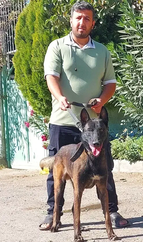 توله مالینویز نر و ماده واکسینه|سگ|کرج, فاز ۲ مهرشهر|دیوار