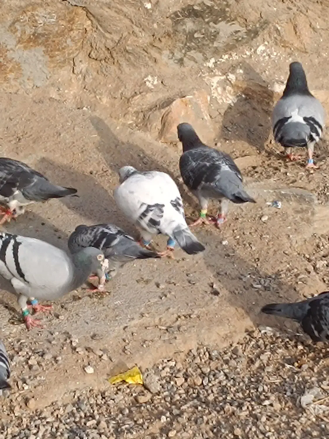 کفترمسافتی|پرنده|رضویه, |دیوار