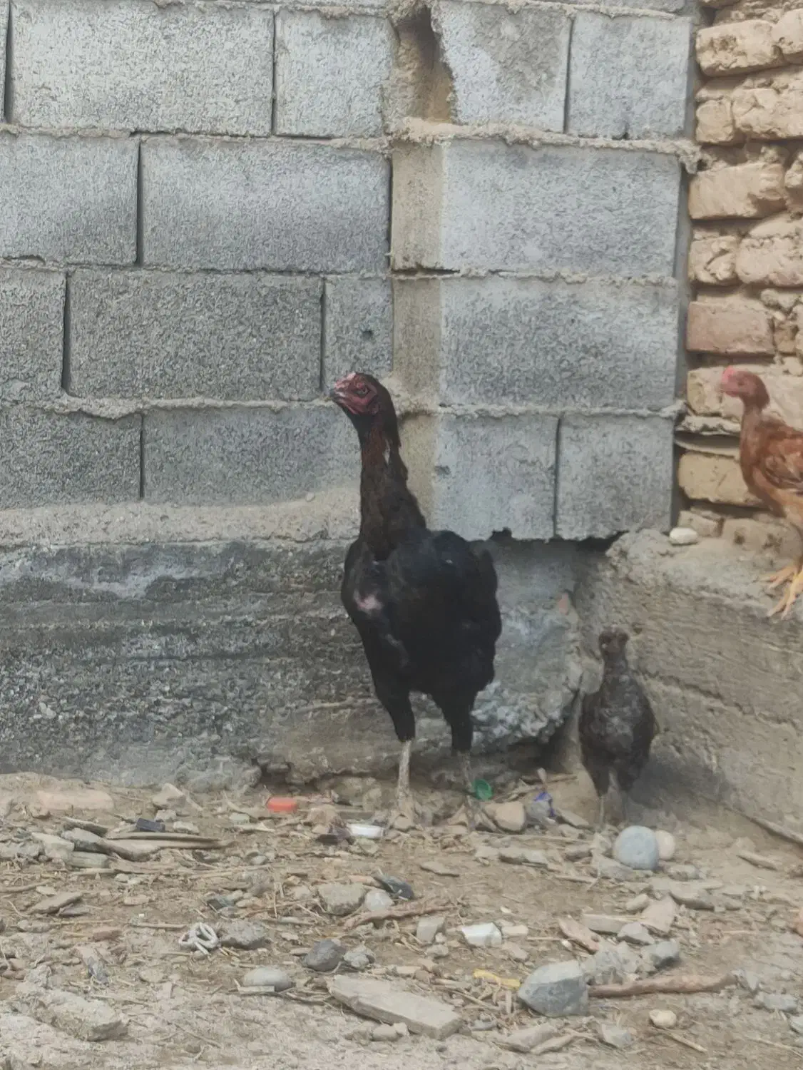 مرغ لاری کرچ با دوتا جوجه محلی|حیوانات مزرعه|سیمین شهر, |دیوار