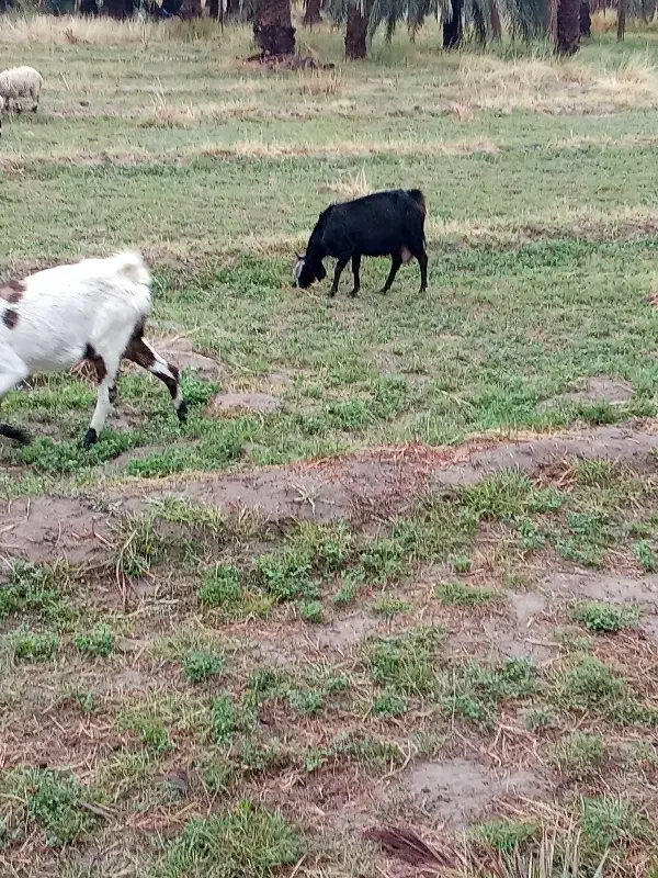 بز فروشی|حیوانات مزرعه|بم, |دیوار