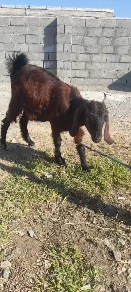 کهره ماده|حیوانات مزرعه|کهنوج, |دیوار