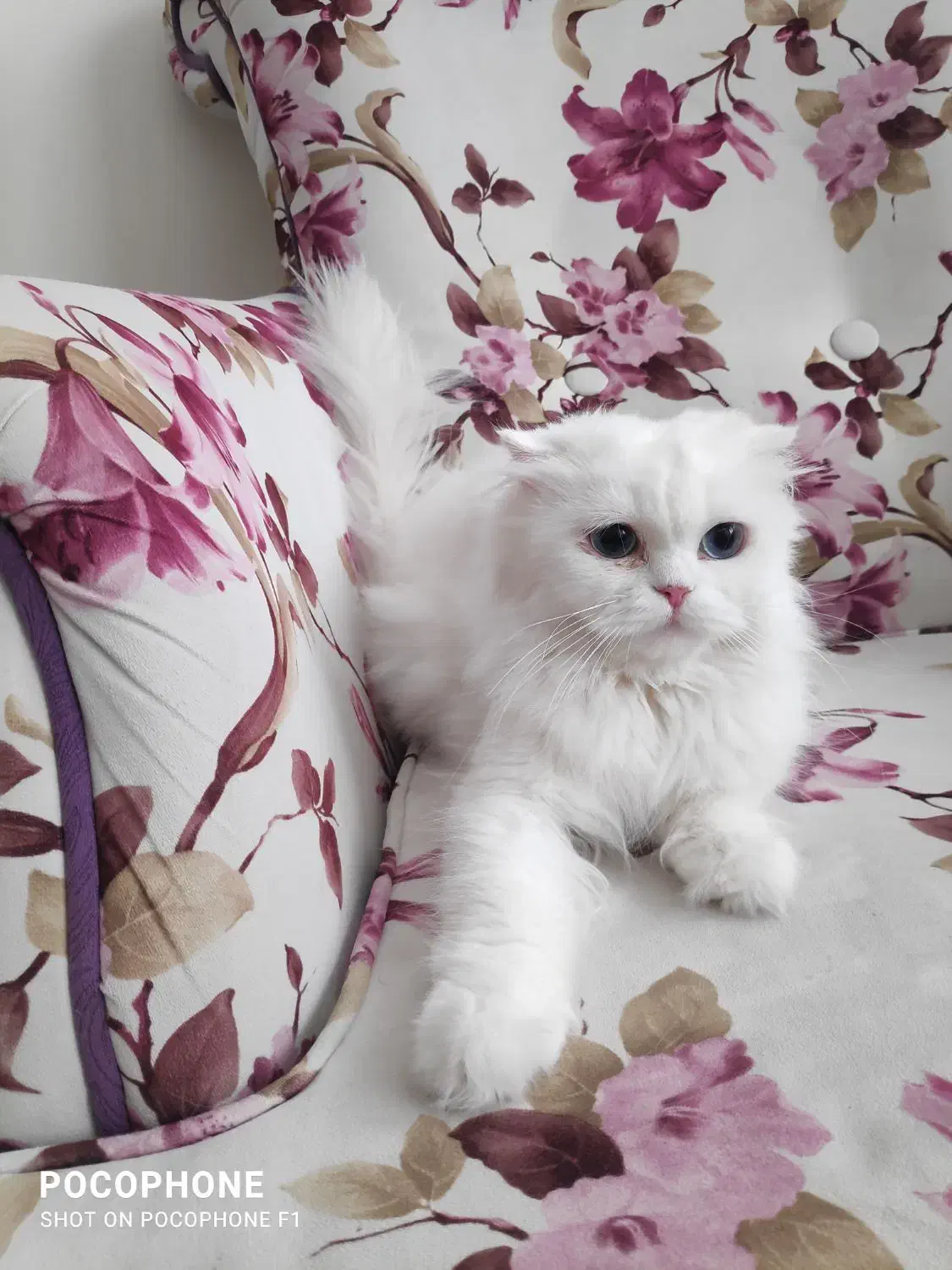 گربه پرشین اسکاتیش|گربه|تبریز, |دیوار