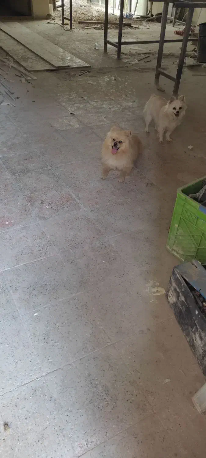 پامر|سگ|پاکدشت, پاکدشت (مامازند)|دیوار