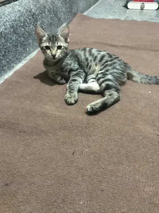 دوعدد گربه dsh|گربه|خرمآباد, |دیوار