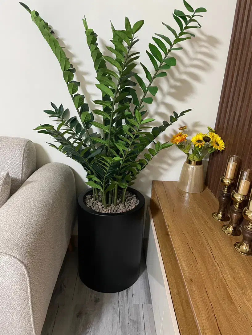 گل مصنوعی زامفولیا|گل مصنوعی|بهشهر, |دیوار