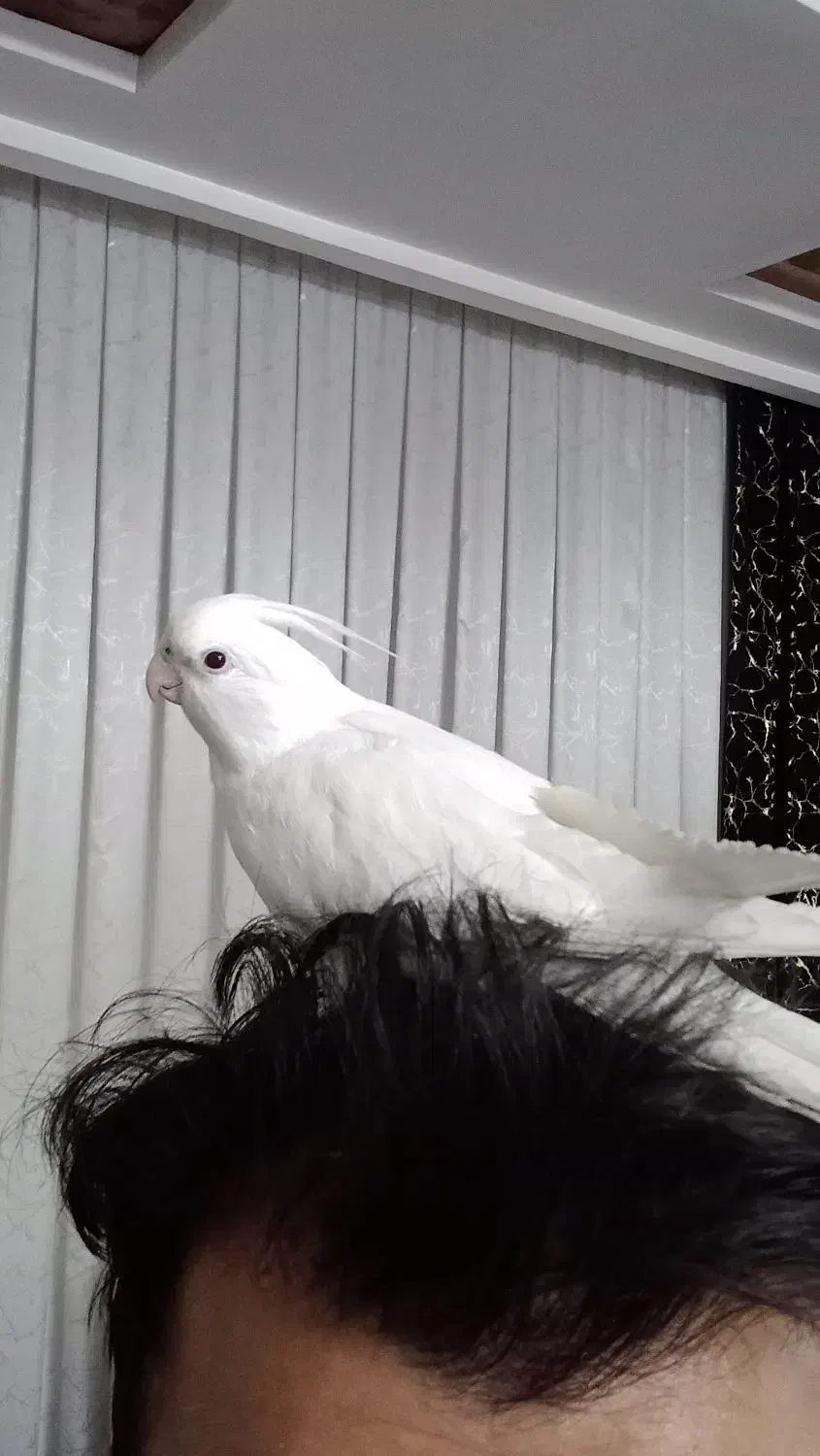 عروس هلندی|پرنده|مشهد, رضاییه|دیوار