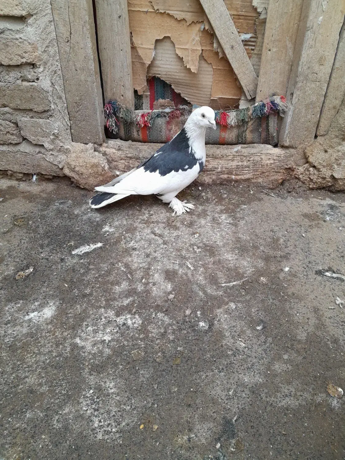 کبوتر|پرنده|مشگین شهر, |دیوار