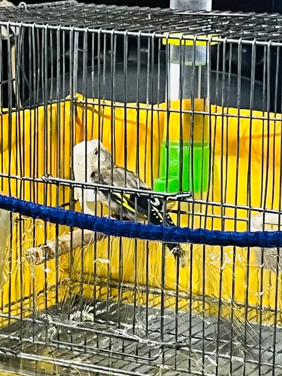 جوجه سهره|پرنده|عسلویه, |دیوار