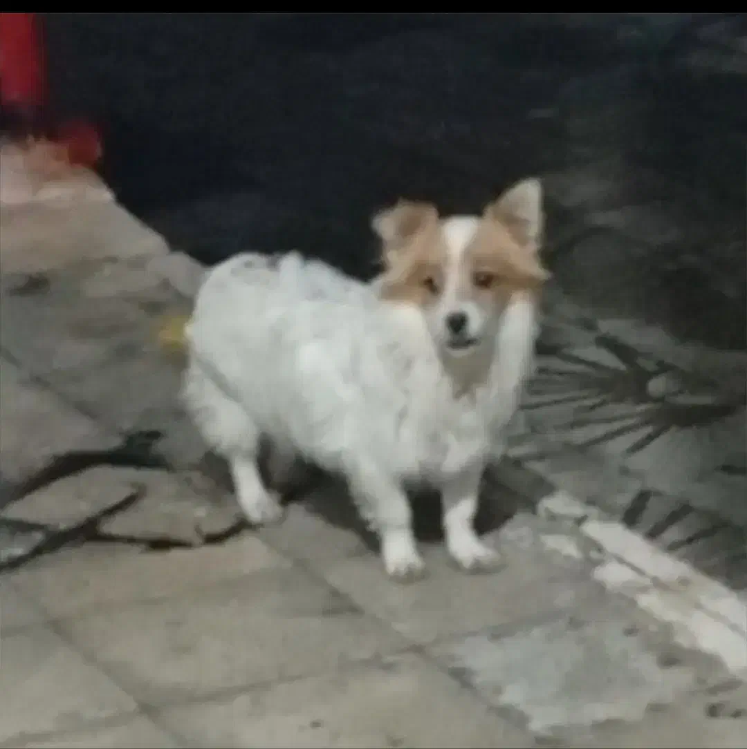 سگ پاکوتاه نر۲۵۰۰|سگ|بشاریات, |دیوار