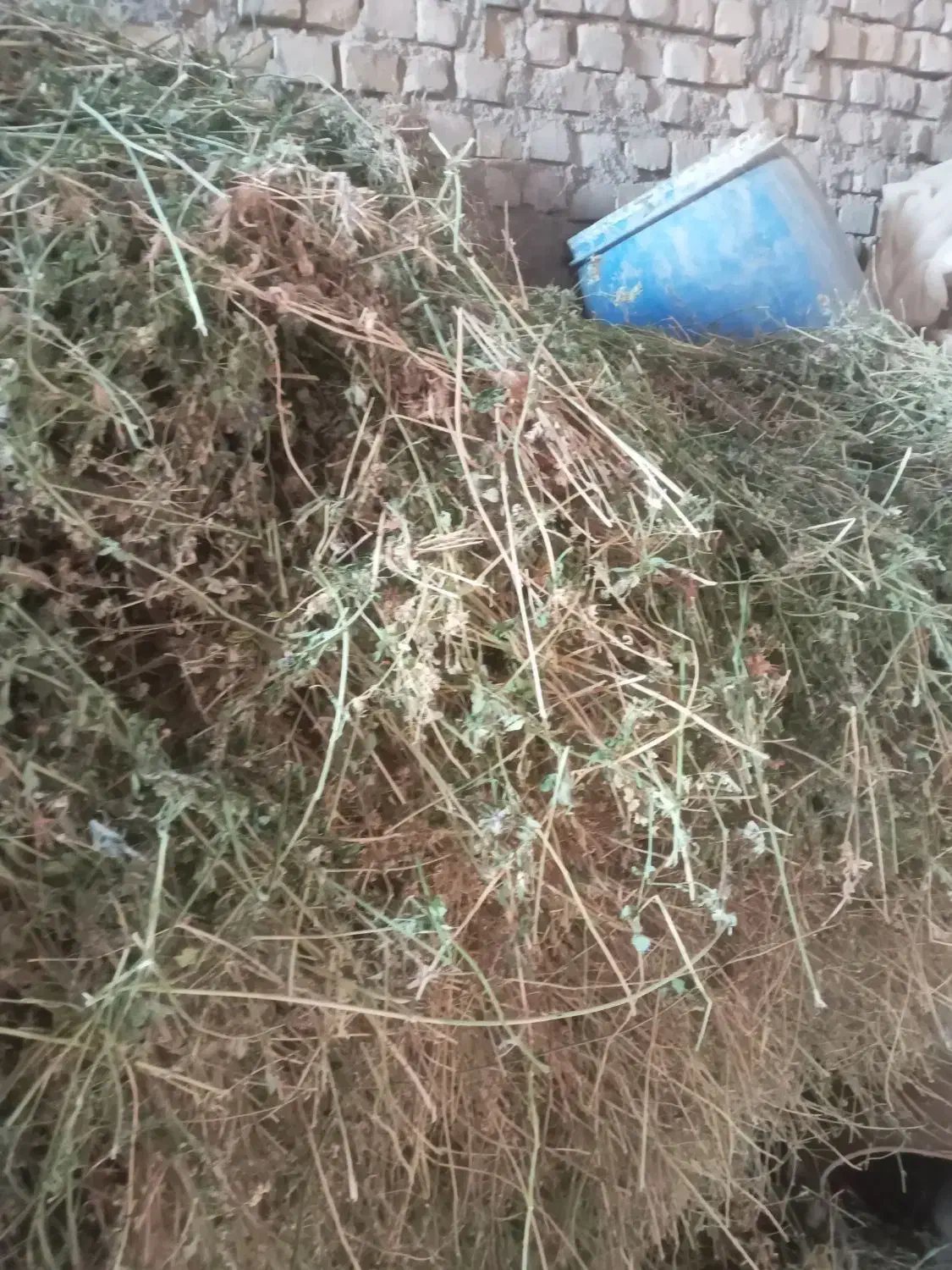 فروش یونجه|حیوانات مزرعه|قوچان, |دیوار