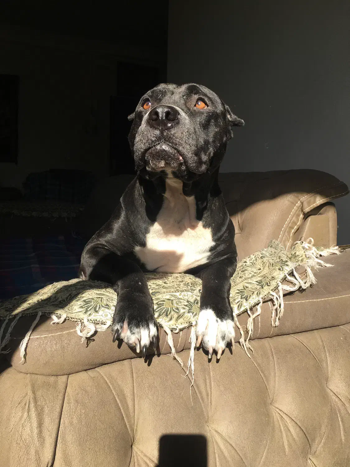 گمشده|سگ|گرگان, |دیوار