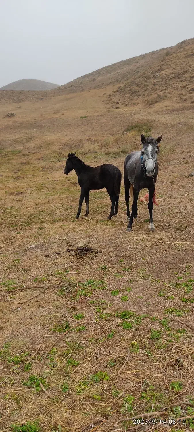 اسب مادیان یورقا|اسب و تجهیزات اسبسواری|سراب, |دیوار