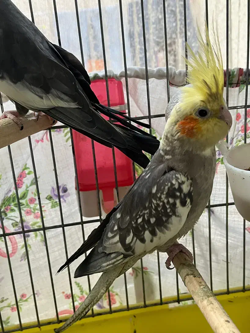 عروس هلندی مولد|پرنده|فردیس, ثابتی|دیوار