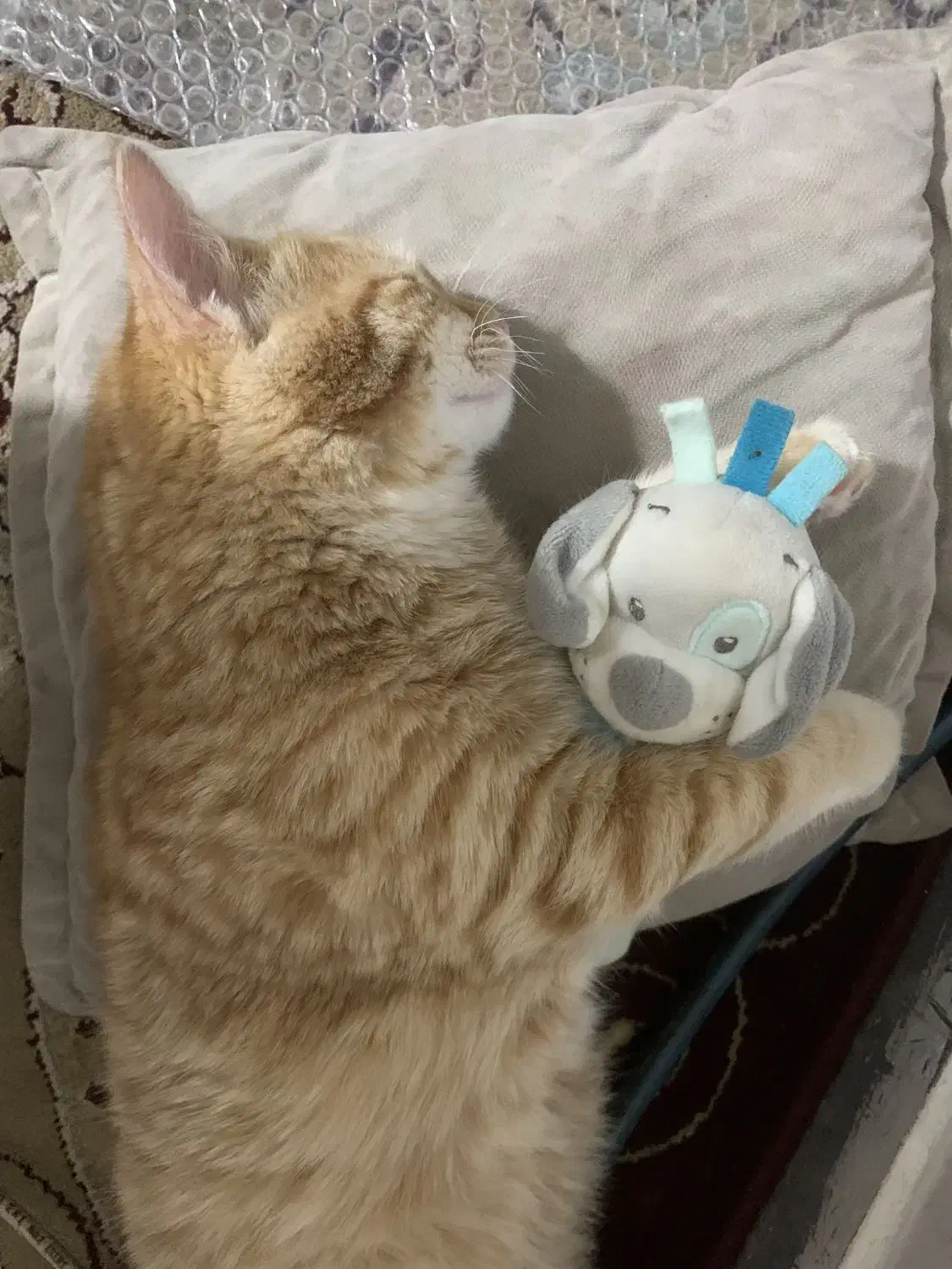 گربه میکس دی اس اچ و اسکاتیش|گربه|گرگان, |دیوار