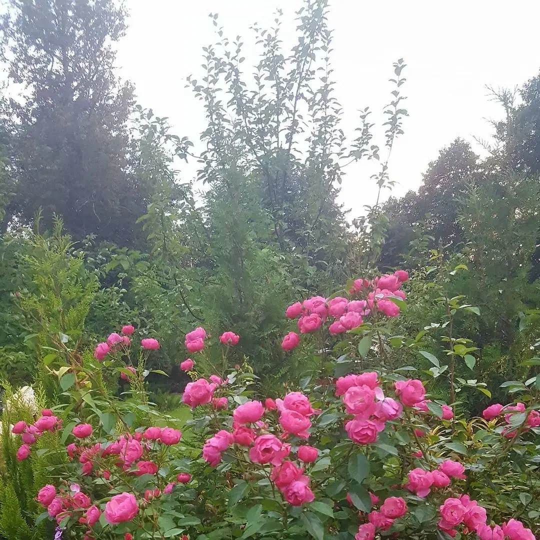 ۱۰۰۰ مترباغچه همراه سوله قرچک داوداباد|فروش دفتر صنعتی، کشاورزی، تجاری|قرچک, داوود آباد|دیوار