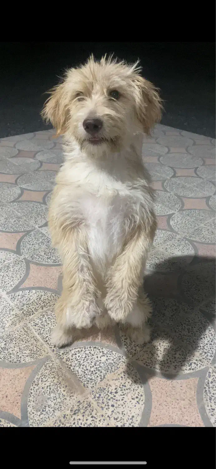 سگ شیتزو|سگ|کهنوج, |دیوار