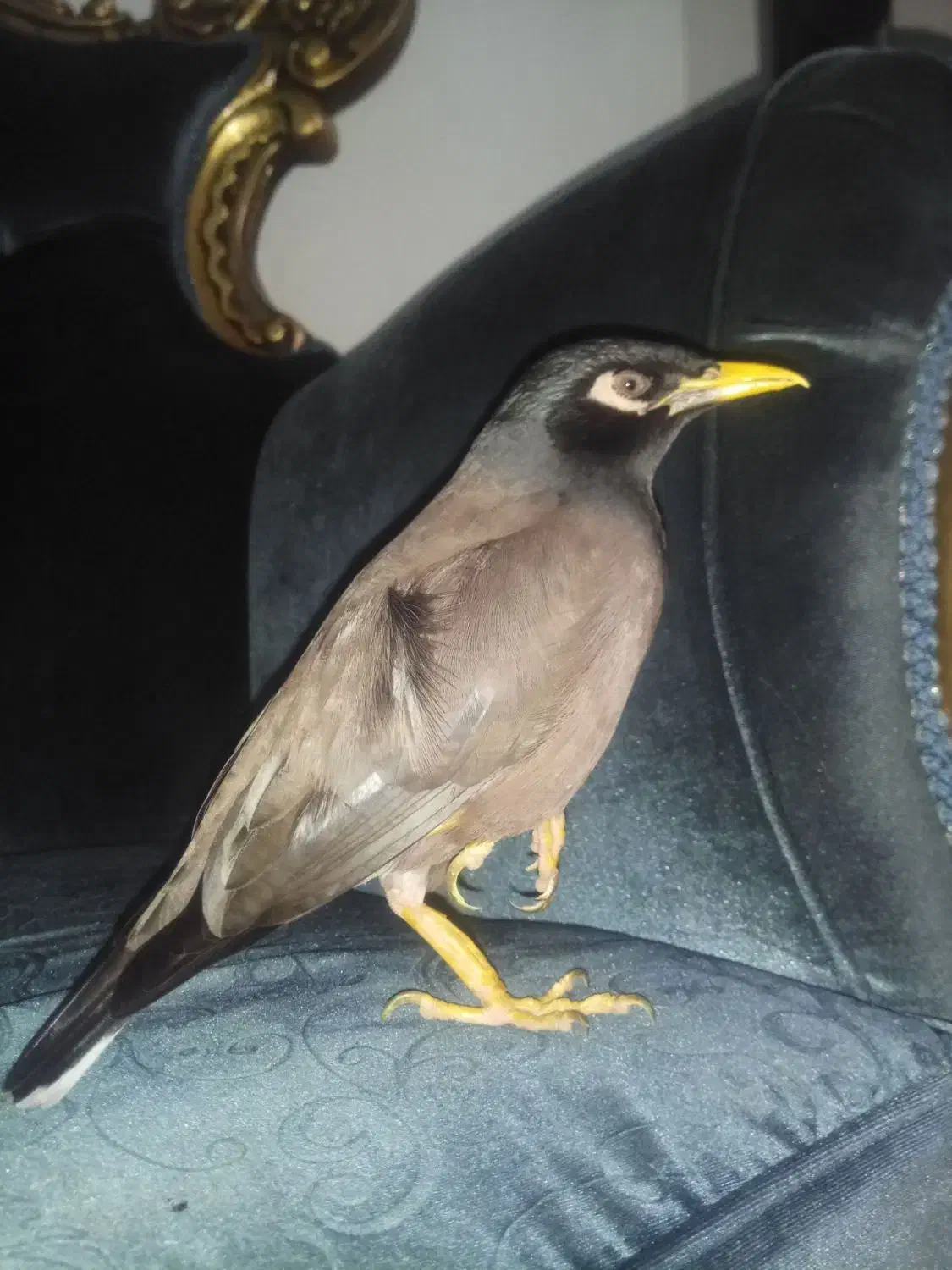 مینا سخنگو|پرنده|مشهد, وکیل‌آباد|دیوار